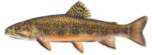 Trout Quintet!